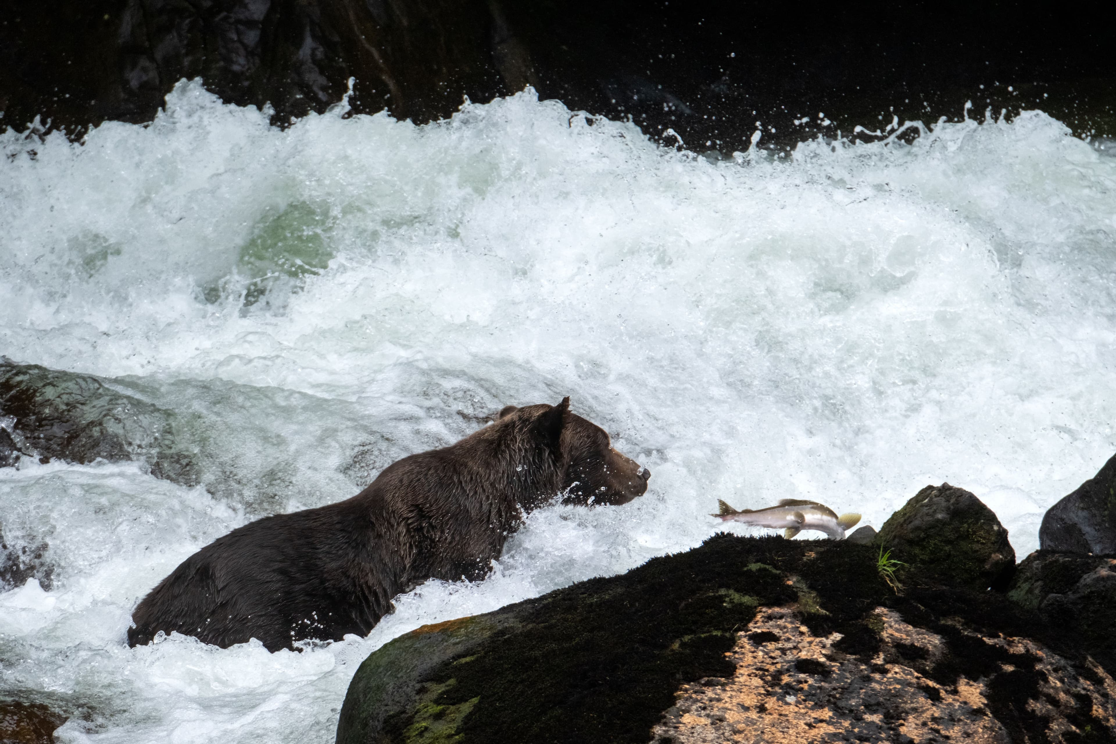Grizzly bears