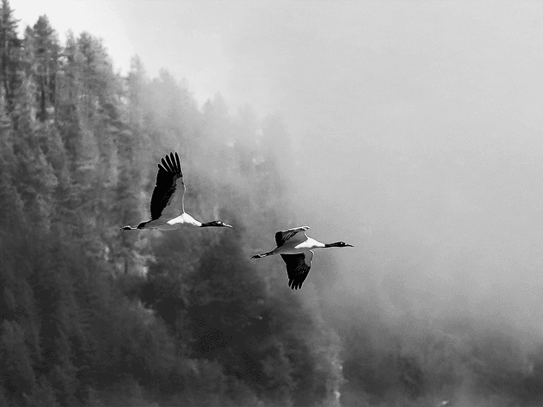 Black neck cranes, Bhutan