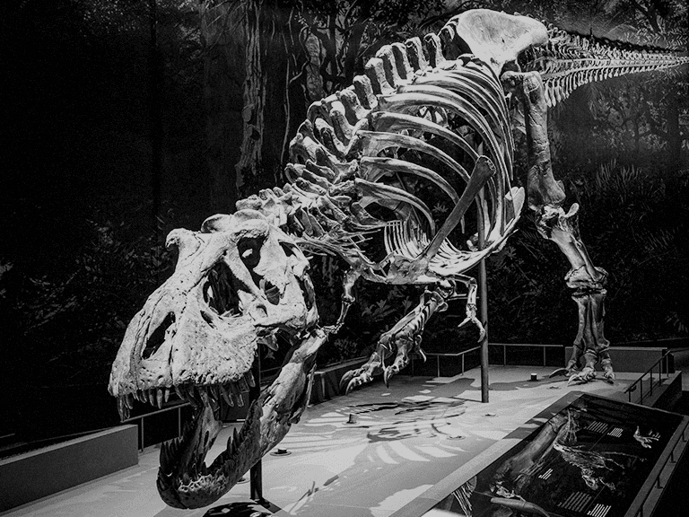 Dinosaur in Naturalis Museum, The Netherlands 