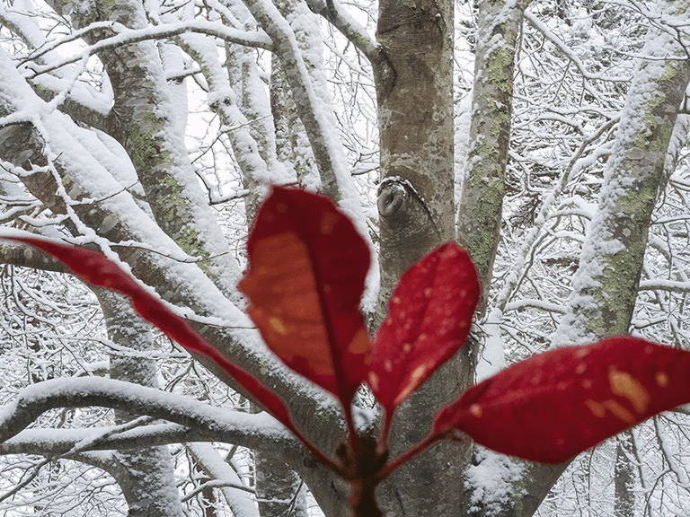 Beech tree with Poinsettia