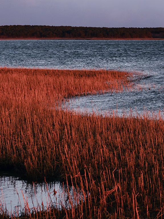 Cape Cod