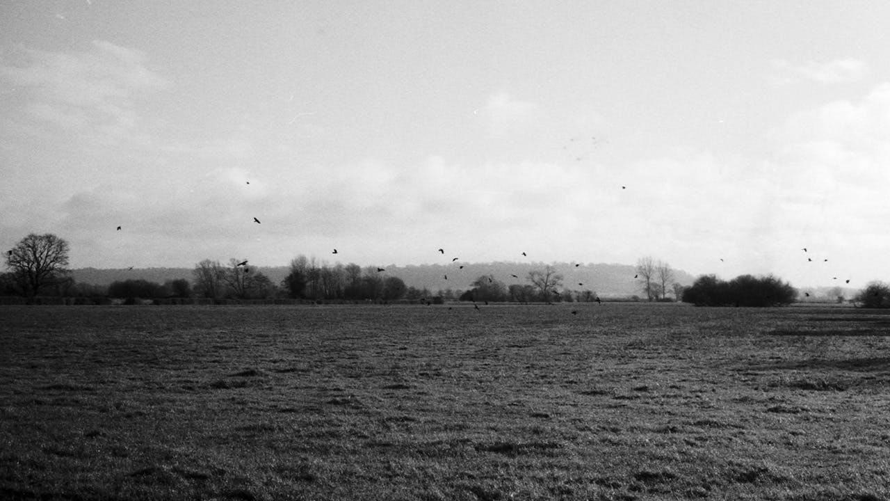 West country field with birds