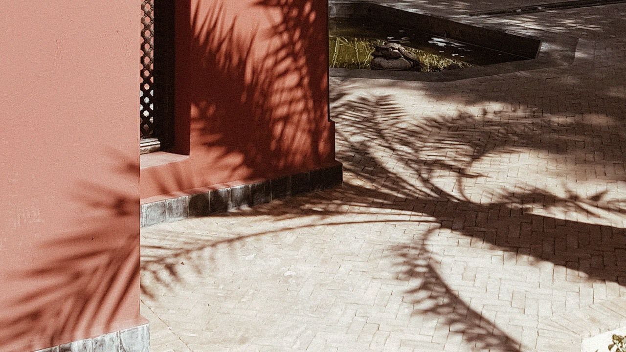 Marrakech palm, Morocco