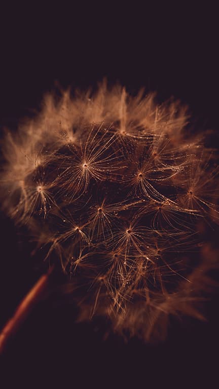 Dandelion flower hero