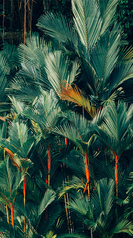 Palm trees, Cambodia 