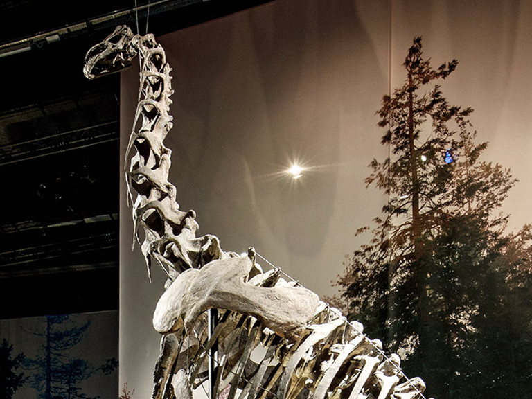 Dinosaur in Naturalis Museum, The Netherlands 