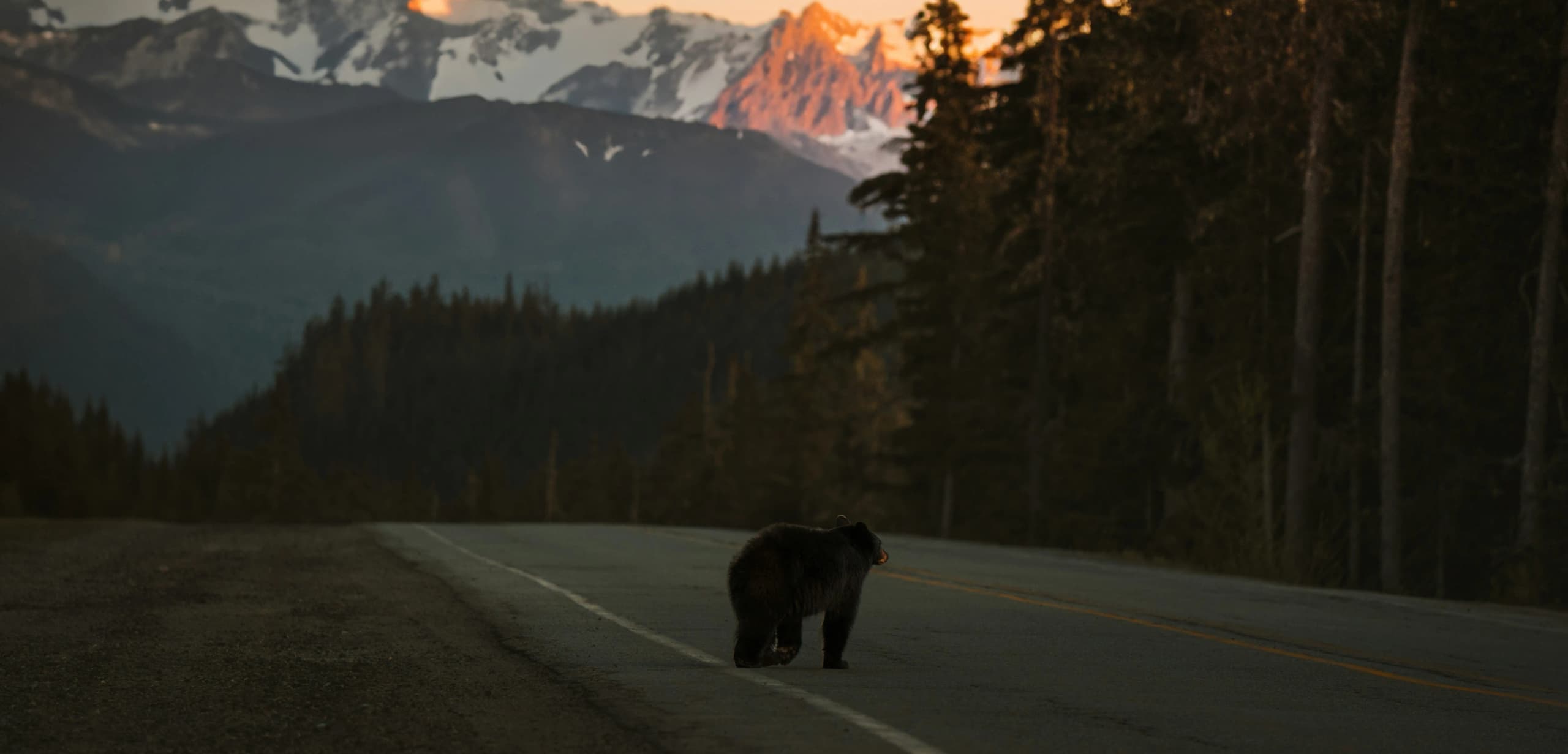 canada grizzly bears canada grizzly bears