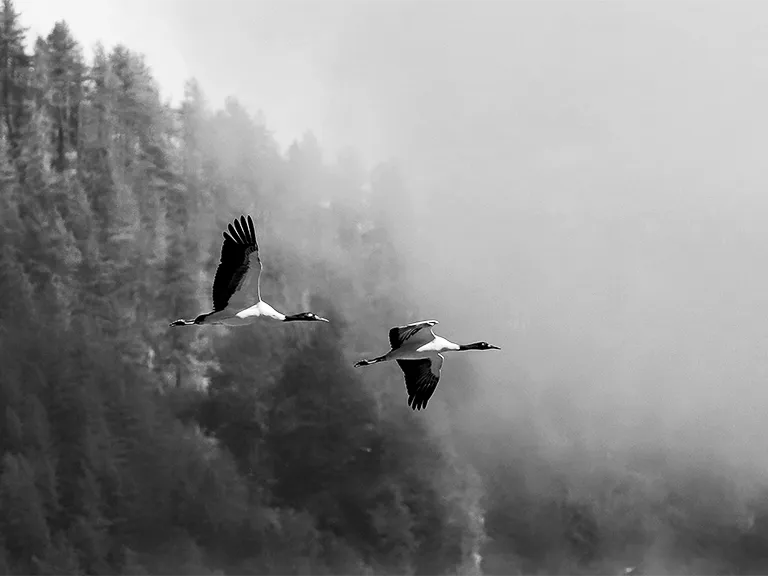 Black neck cranes, Bhutan Black neck cranes, Bhutan