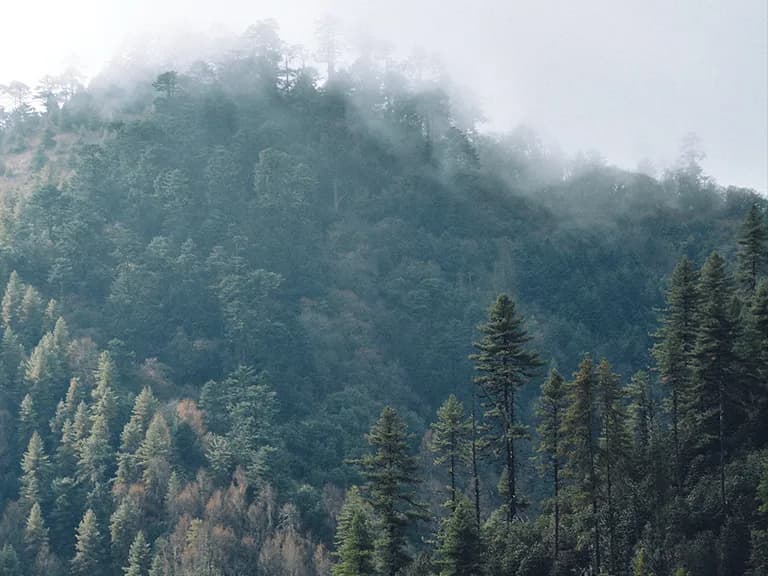 Wild Bhutan Wild Bhutan