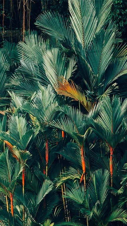 Palm trees, Cambodia hero Palm trees, Cambodia hero