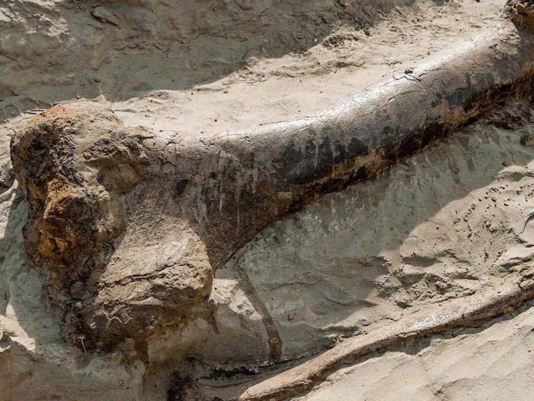 Dinosaur bone excavated in Wyoming, USA Dinosaur bone excavated in Wyoming, USA