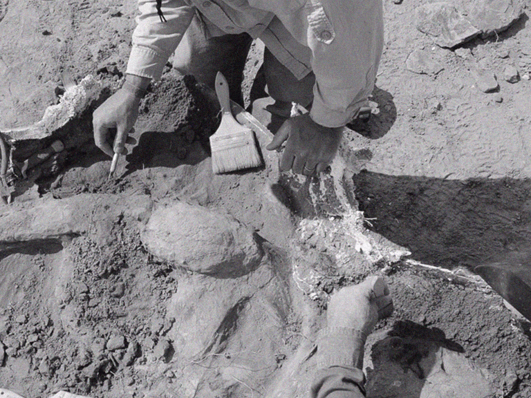 Dinosaur bone excavated in Wyoming, USA Dinosaur bone excavated in Wyoming, USA