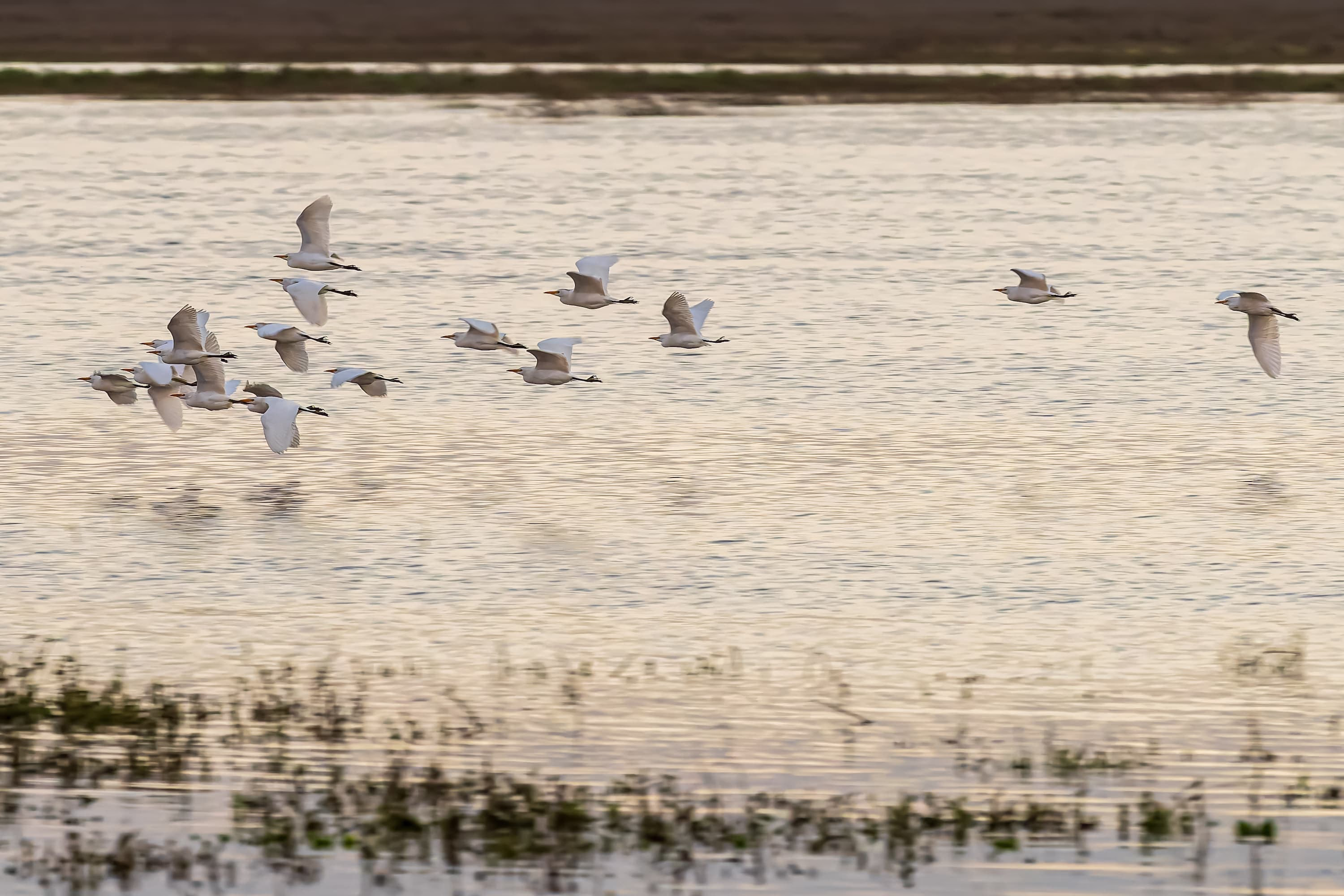 Seville Birdwatching Birds Spain Image Seville Birdwatching Birds Spain Image
