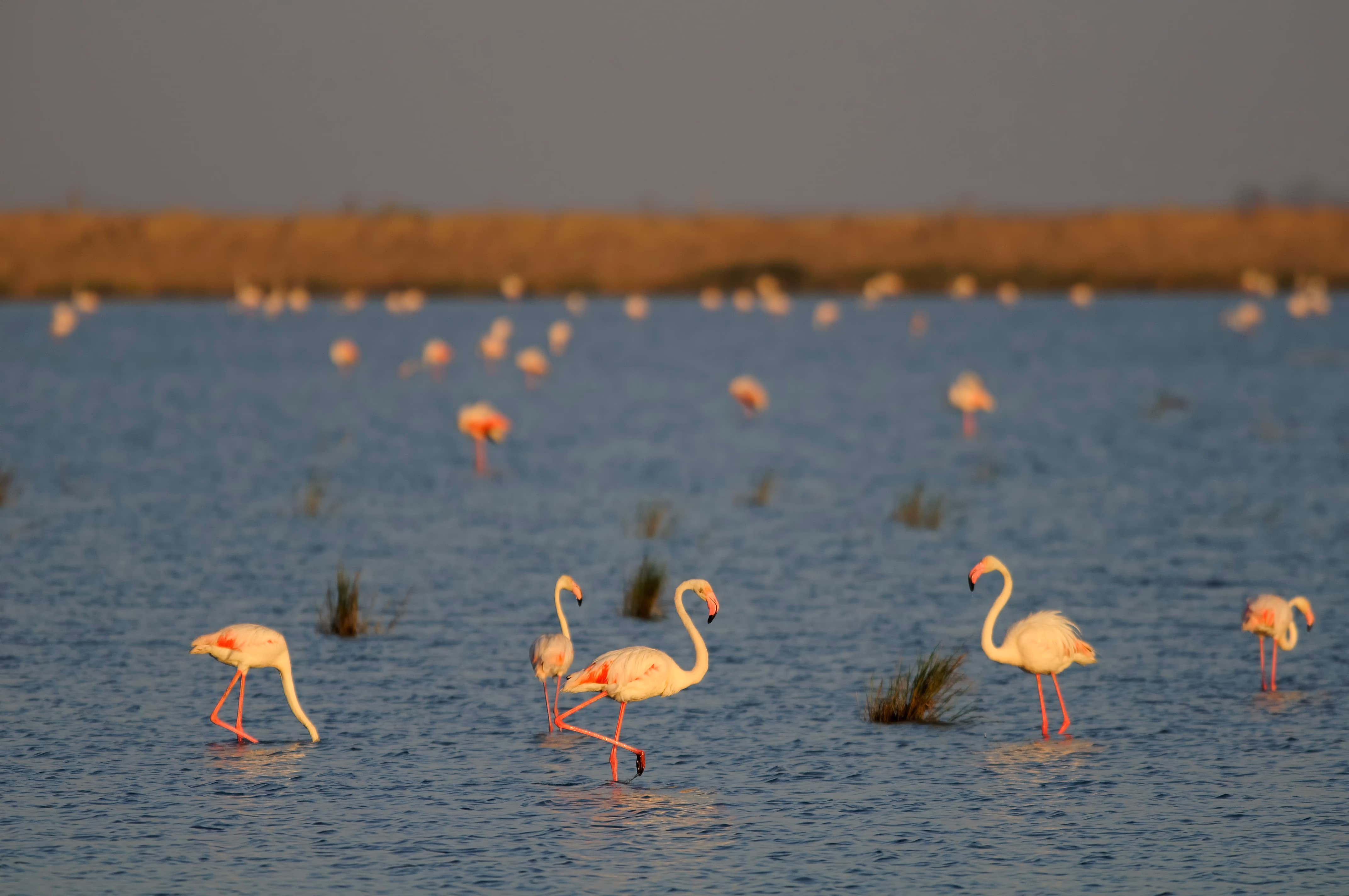 Seville Birdwatching Birds Spain Seville Birdwatching Birds Spain