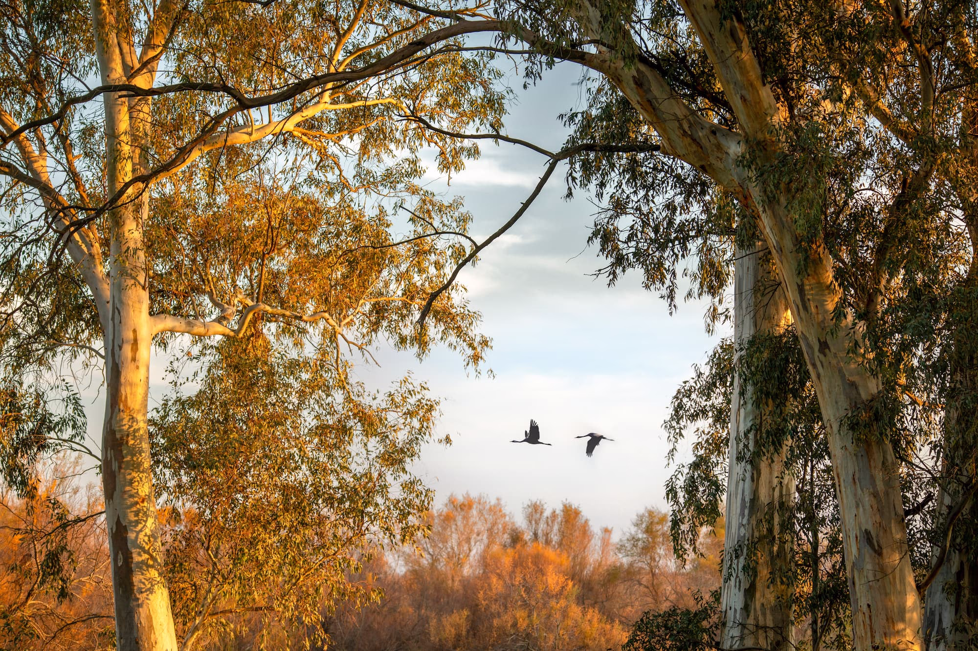 Seville Birdwatching Birds Spain Seville Birdwatching Birds Spain