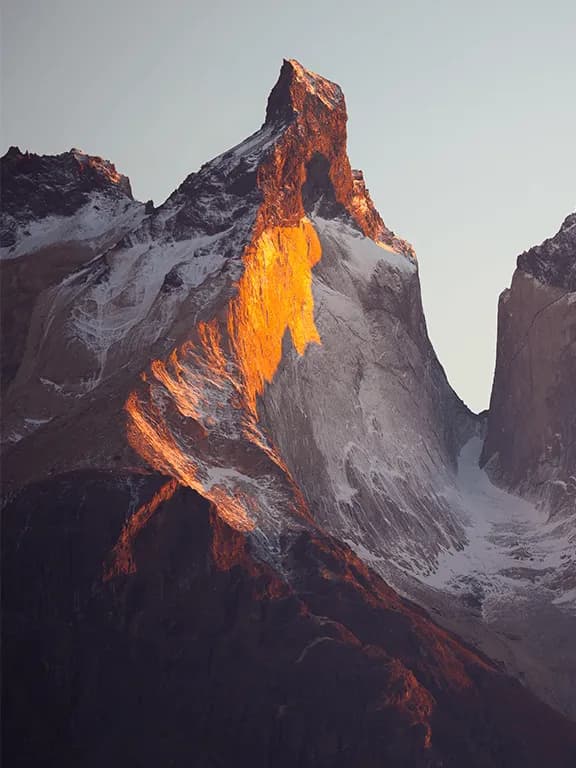 antarctica antarctica