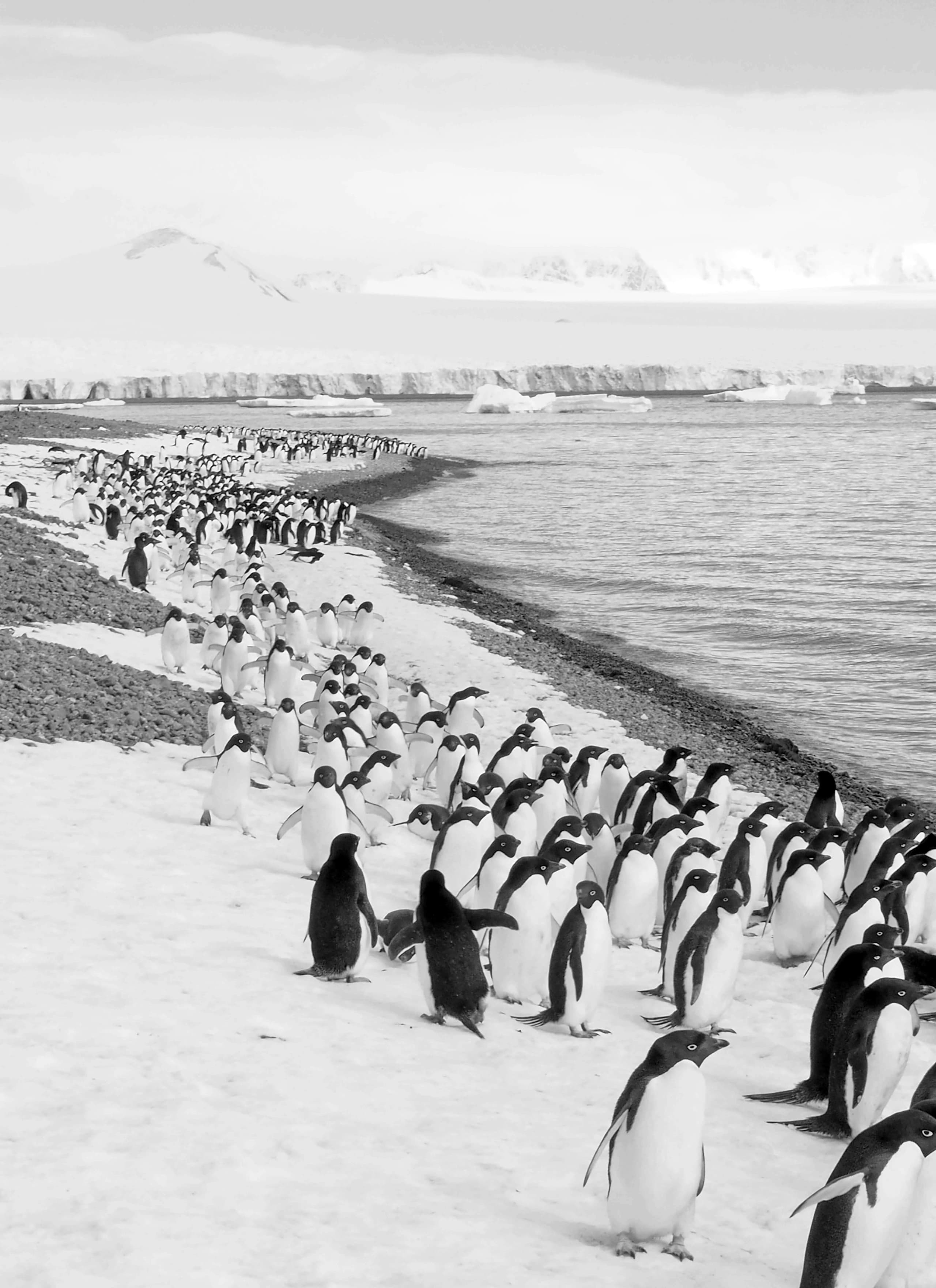 Penguins in Antarctica Penguins in Antarctica