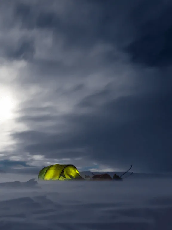 antarctica antarctica