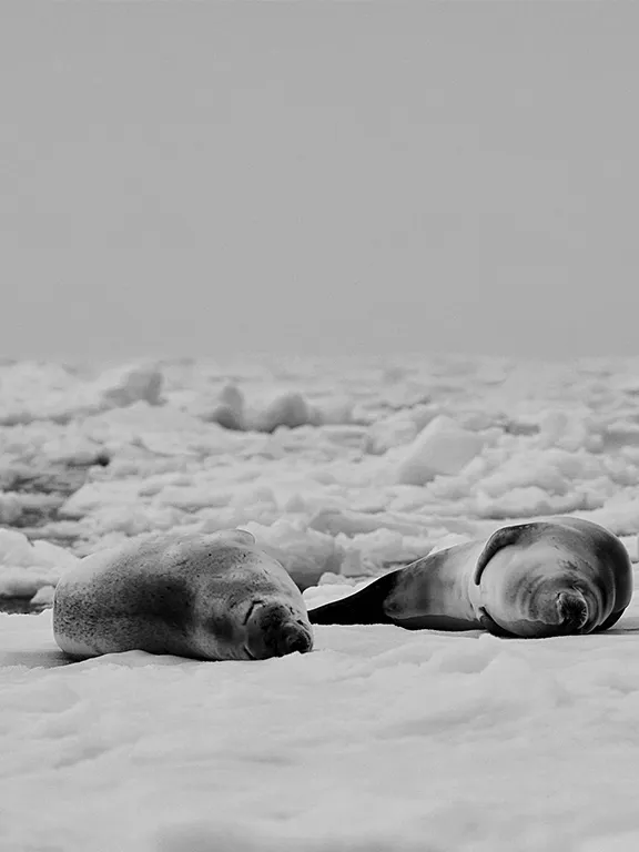 antarctica antarctica