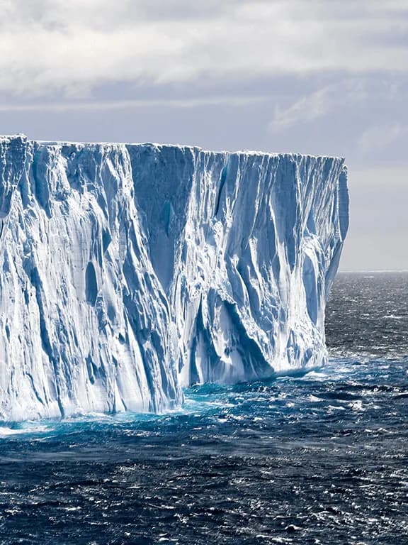 antarctica antarctica