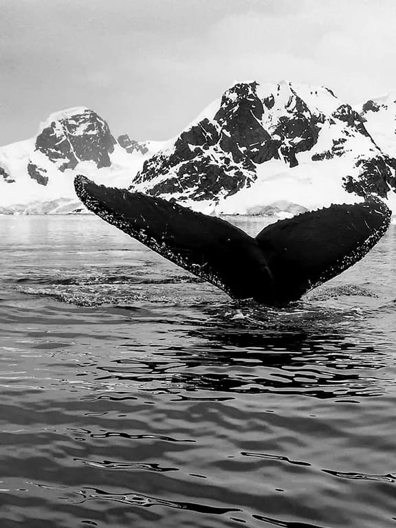 antarctica antarctica