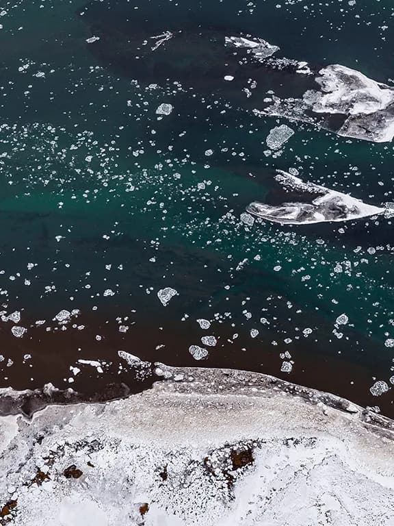 antarctica antarctica