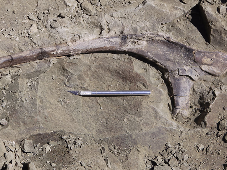 Excavation of a Diplodocus skeleton Excavation of a Diplodocus skeleton