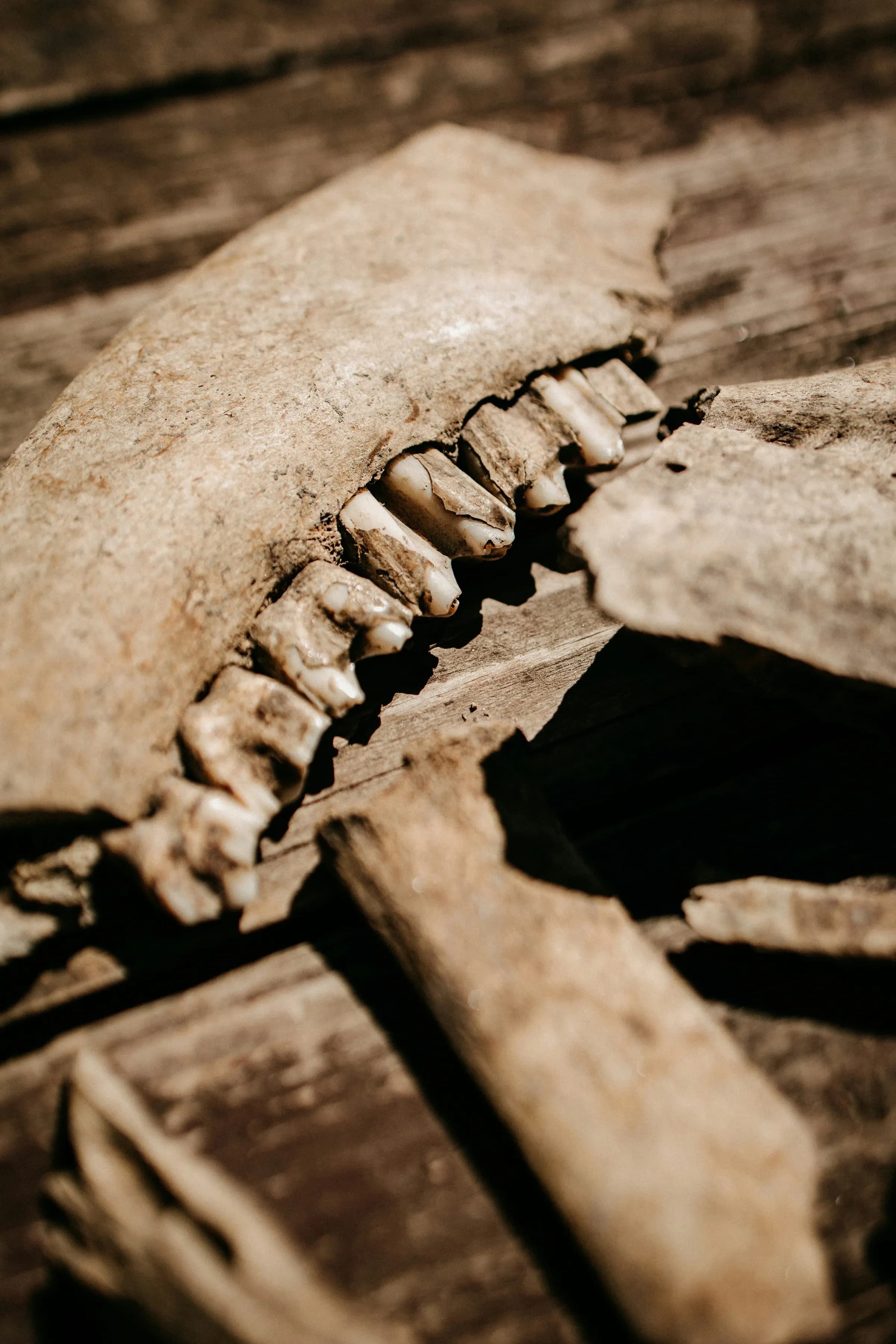 Archaeology Human Bones